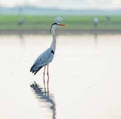 Gray heron standing in the still waters of a tranquil lake