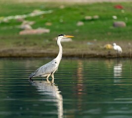 Gray heron perched on the edge of a tranquil pond