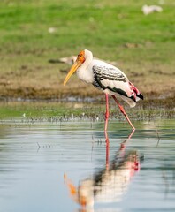Majestic Painted Stork (Mycteria leucocephala) perched in shallow water