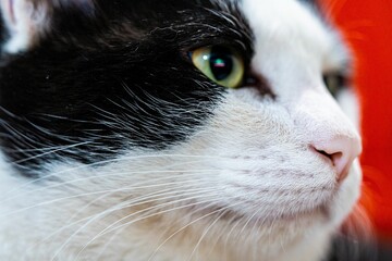 Portrait of a black and white cat