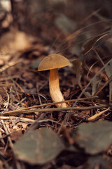 Forest mushrooms in the forest.