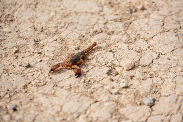 A scorpion at the arid soil of Volubilis