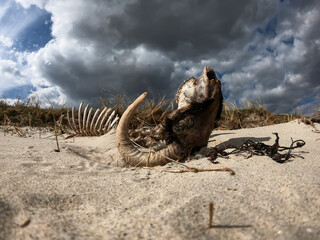 Dramatic timelapse of ram skeleton lying upside down on dry sand