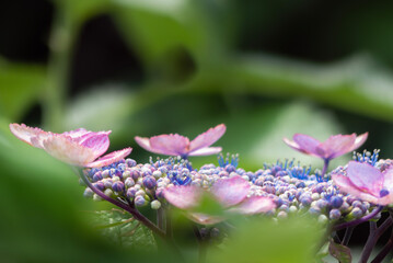 カラフルなアジサイのズームアップ