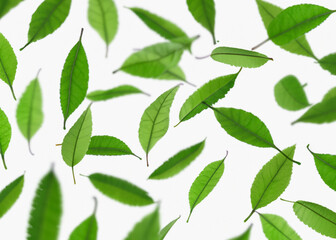 fresh leaves flying around over white background, trendy levitation illustration created with generative ai technology