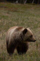 Brown bear walking in a grassy field, surrounded by lush greenery