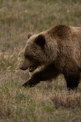 Majestic brown bear sprinting through a lush meadow