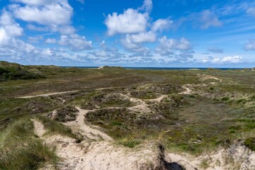 Fototapeta na wymiar Dry clearing in Nationalpark Thy in Denmark.