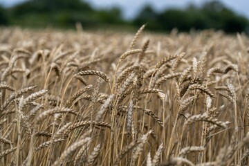 Field of ripe wheat in Denmark.