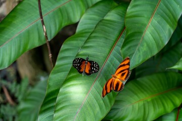 Two vibrant orange butterflies perched on lush green foliage in a rural setting.