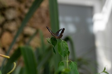 Closeup of a beautiful butterfly with vibrant blue wings perched atop lush green foliage.