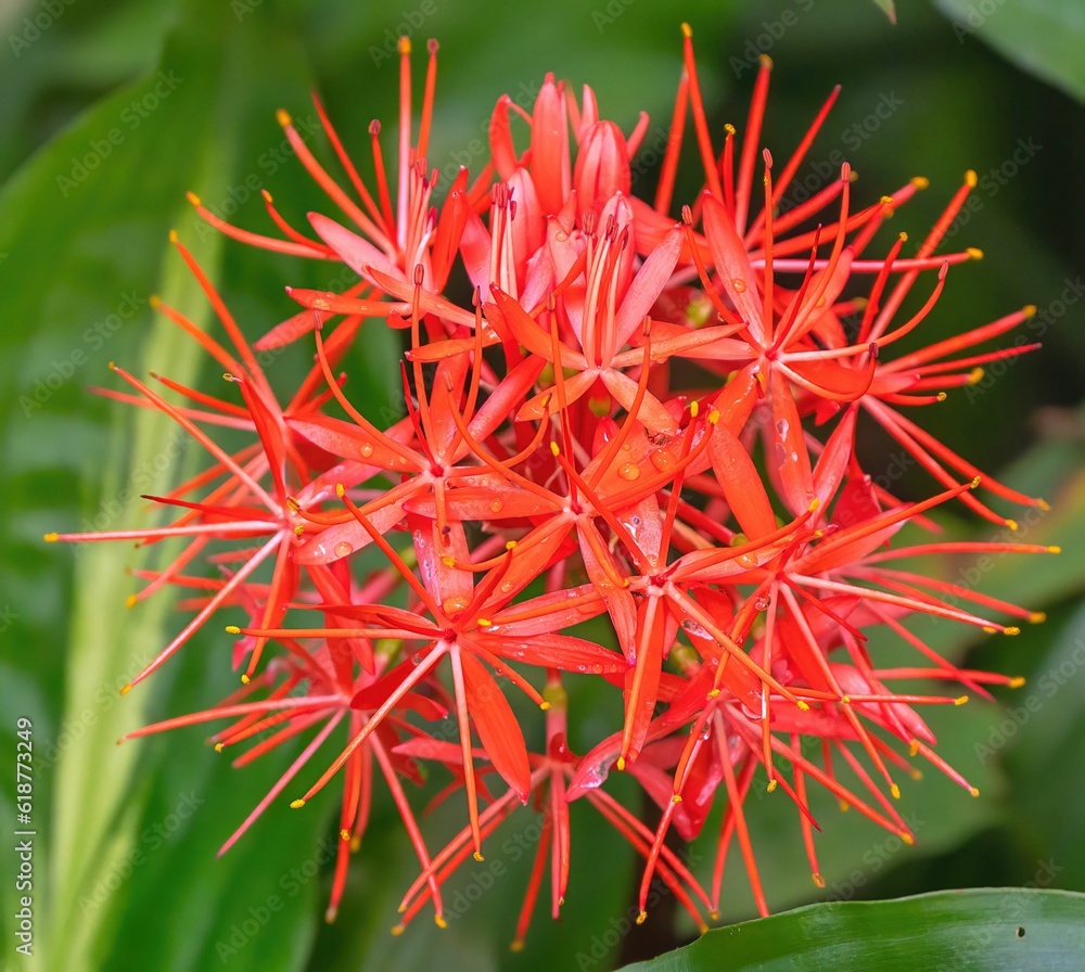 Poster plant with a cluster of vibrant red flowers growing atop its stalk