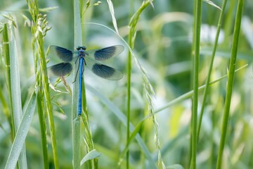 Macro of a blue dragonfly on a stem of grass in a lush green field