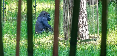 a gorilla sitting in the grass by a fence and a tree