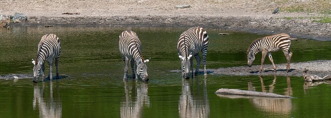 Fototapeta na wymiar Zebra standing side by side taking a drink from a tranquil body of water in a natural setting
