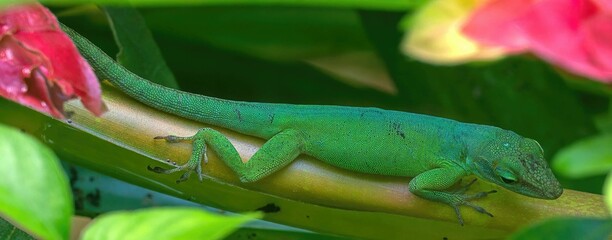 Green lizard perched atop a tree branch, surrounded by a lush backdrop of vibrant foliage