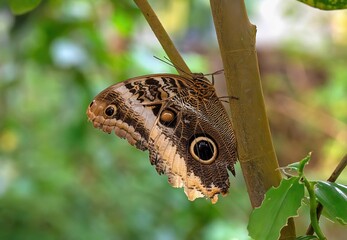 Vibrant butterfly perched atop a lush, green tree branch, surrounded by foliage