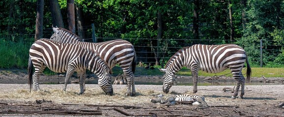 three zebras are eating grass in a fenced off area