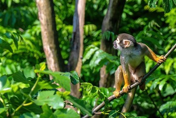 Monkey perched on a branch of a tree, looking back