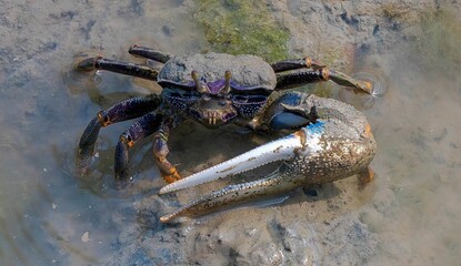 Small crustacean perched atop a rocky outcrop located near a beach shoreline