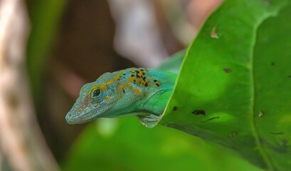 Brightly colored lizard perched atop a green leaf