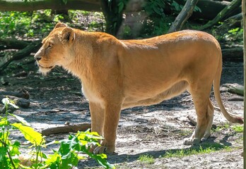 Adult lion stands on a dirt path surrounded by lush green trees in a natural habitat