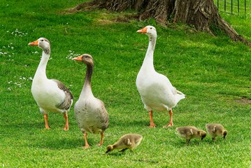 Flock of ducks wading in the lush green grass of a meadow, with a tree in the background