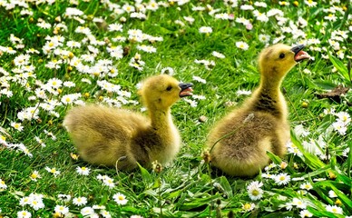 Juvenile ducks in a field of wildflowers, surrounded by a lush green landscape