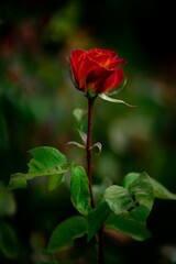 Closeup of a vibrant rose growing in a green garden
