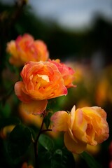 Closeup of vibrant roses growing in a green garden
