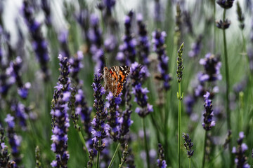 ラベンダーにとまる蝶々