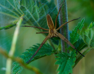 Nursery web spider (Pisaura mirabilis) on a leaf