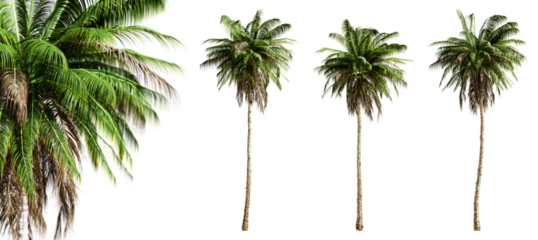 Quindio wax palm trees isolated on transparent background and selective focus close-up. 3D render image.
