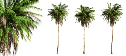 Fototapeten Quindio wax palm trees isolated on transparent background and selective focus close-up. 3D render image. © schab
