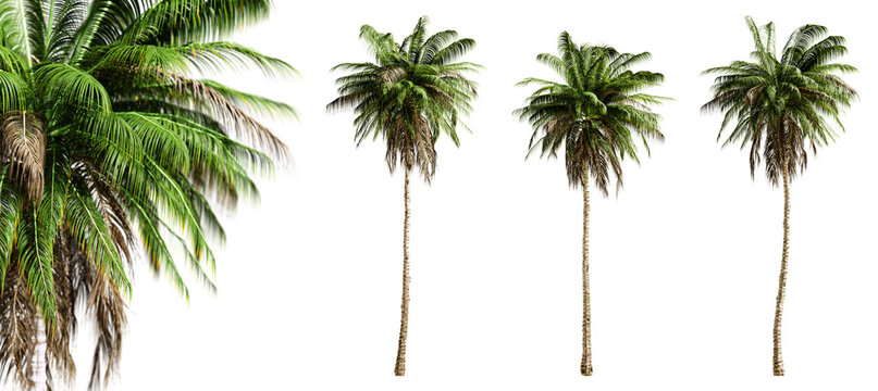 Quindio wax palm trees isolated on transparent background and selective focus close-up. 3D render image.