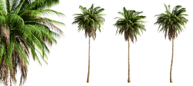 Quindio wax palm trees isolated on transparent background and selective focus close-up. 3D render image.
