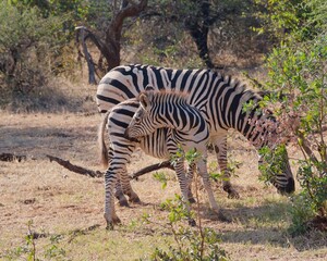 Mother zebra and her young foal peacefully grazing in Zambezi National Park in Zimbabwe