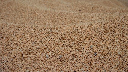 wheat field background
