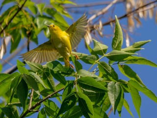 Closeup of an American yellow warbler perched on a tree branch