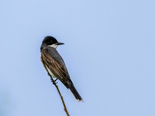 Low angle shot of an Eastern kingbird perched on a tree branch under a blue sky