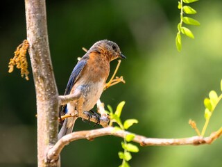 Low angle shot of an Eastern Bluebird perched on a tree branch on a sunny day