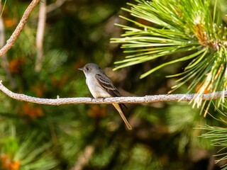 Low angle shot of an Eastern wood pewee perched on a tree branch on a sunny day