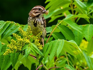 Low angle shot of an Song Sparrow perched on a tree branch on a sunny day