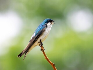 Low angle shot of a tree swallow perched on a tree branch on a sunny day