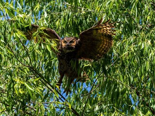 Closeup of a great horned owl perched on a tree branch in a field