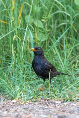 Closeup of an Eurasian blackbird with worms in the beak perched on a background of green grass