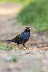 Closeup of an Eurasian blackbird with worms in the beak perched on a background of green grass