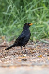 Closeup of an Eurasian blackbird with worms in the beak perched on a background of green grass