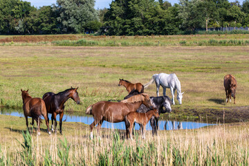 Landschaftidyll mit Pferden am Bodden vor Zingst an der Ostsee.