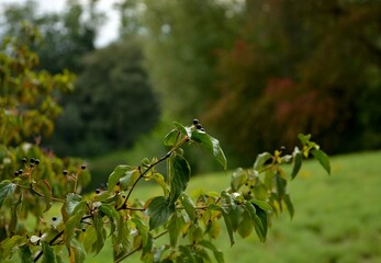 Close-up shot of a bush in a wooded area with lush green foliage and vibrant